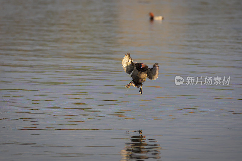 会飞的鸭子。常见的红头潜鸭。(Aythya ferina)。蓝水背景。